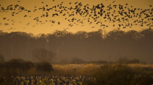 world wetlands day hero